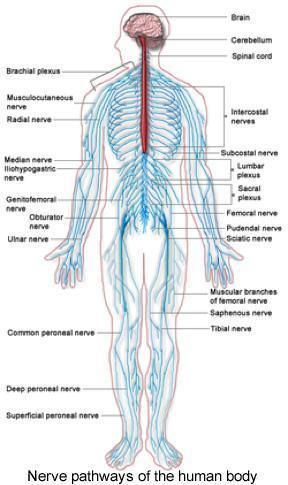 250px-Nervous_system_diagram.jpg